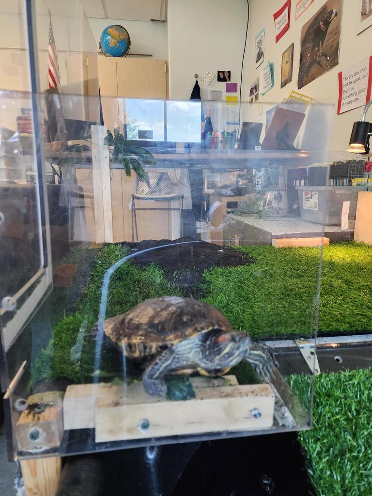 Turtle in the habitat students designed